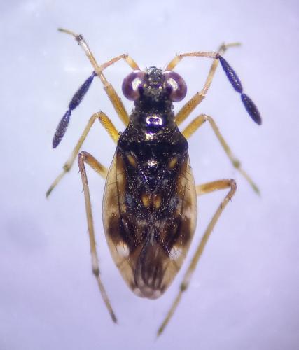 Chartoscirta geminata